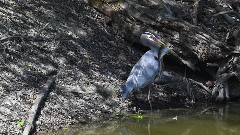 Great blue heron with large caught fish, 4k Video stock 275099764