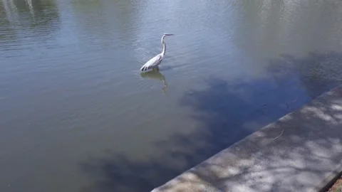 Great blue heron in a large wading pond. Bird in the heron family Ardeidae. Stock Footage 238494061