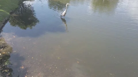 Great blue heron in a large wading pond. Bird in the heron family Ardeidae. Stock Footage 238494087