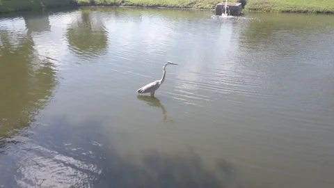 Great blue heron in a large wading pond. Bird in the heron family Ardeidae. Stock Footage 238494147