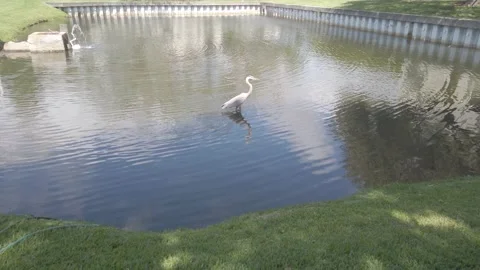 Great blue heron in a large wading pond. Bird in the heron family Ardeidae. Stock Footage 238494151