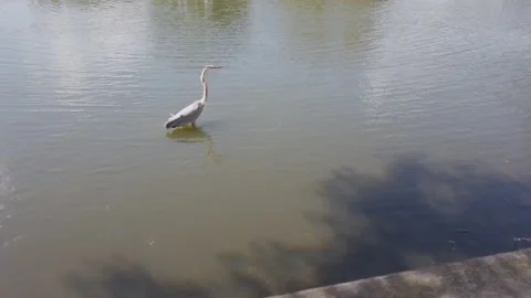 Great blue heron in a large wading pond. Walking back and forth in water. Stock Footage 238494191