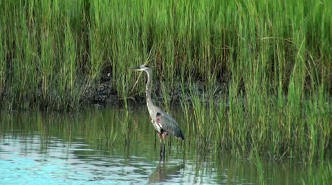 Great Blue Heron looking around in the marsh Stock Footage 32769995