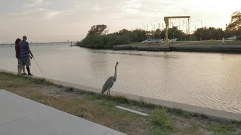 Great Blue Heron looking right out to the City of Gulfport Municipal Marina. Fis Stock Footage 269997014