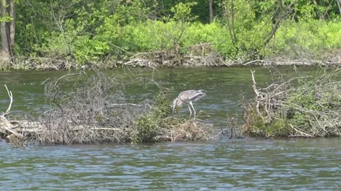 Great Blue Heron Moving Between Small River Islands Stock Footage 343766978