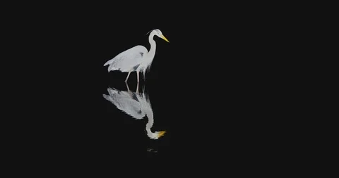 Great Blue Heron night reflection beautiful 4K Stock-Footage 101656359