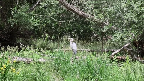 Great Blue Heron observing its surroundings Stock Footage 337743168