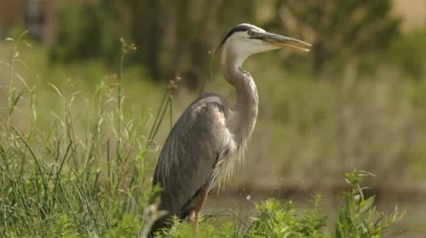 Great Blue Heron panting Stock Footage 11345844