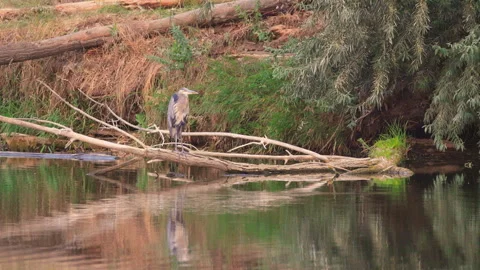 Great Blue Heron Perched beside Cache la Poudre River Stock Footage 341957331