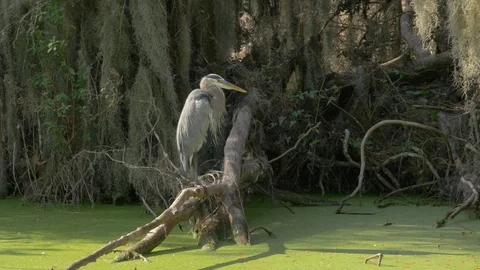 Great Blue Heron Perched on Log in Swamp, 4K Stock Footage 72558357