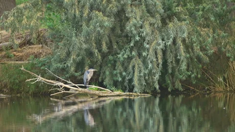 Great Blue Heron Perched by Pond Slow Zoom In 스톡 동영상 345145448