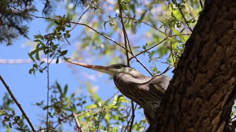 Great Blue Heron Perched on Tree – Calm Bird Watching Scene Stock Footage 334163463
