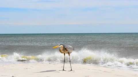 A Great Blue Heron in Perdido Key State Park, Florida Stock Footage 158528231