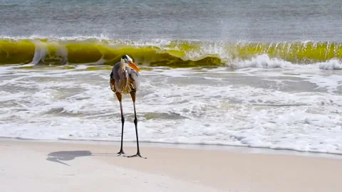 A Great Blue Heron in Perdido Key State Park, Florida Stock Footage 158528234