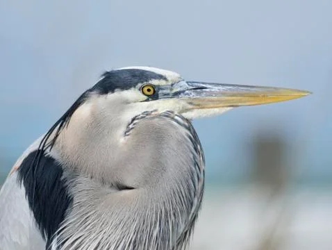 Great blue heron Stock Photos