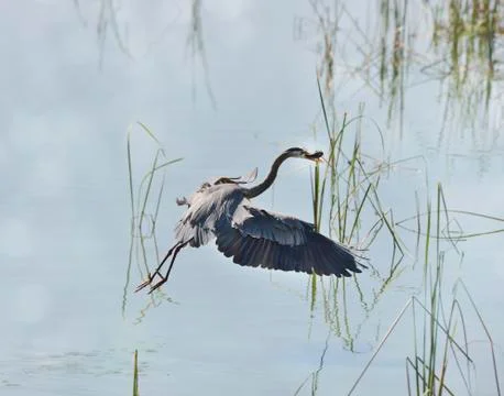 Great Blue Heron Stock Photos
