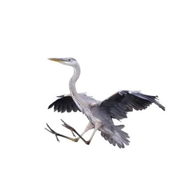 Great Blue Heron Stock Photos