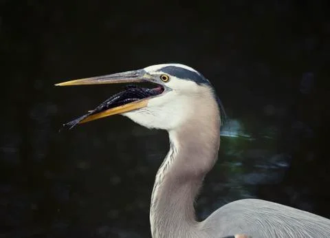 Great Blue Heron Stock Photos