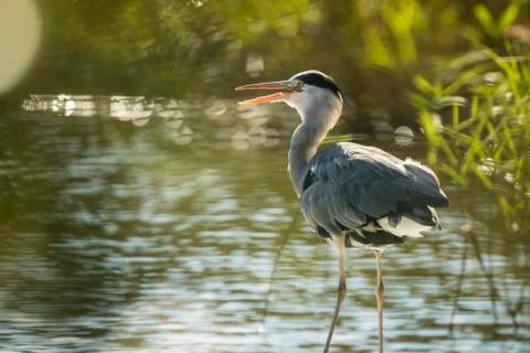 Great blue heron Stock Photos