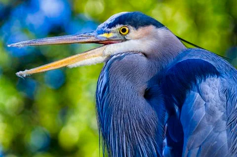 Great Blue Heron Stock Photos