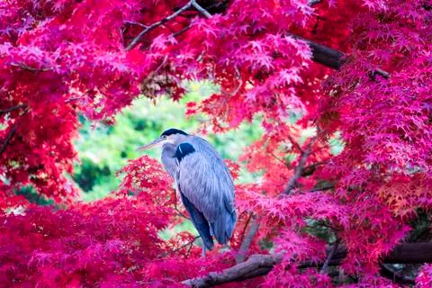 The Great Blue Heron Foto stock