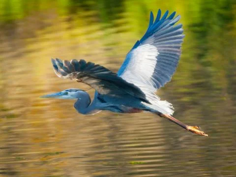 Great Blue Heron Stock Photos