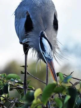 Great blue heron Stock-Fotos
