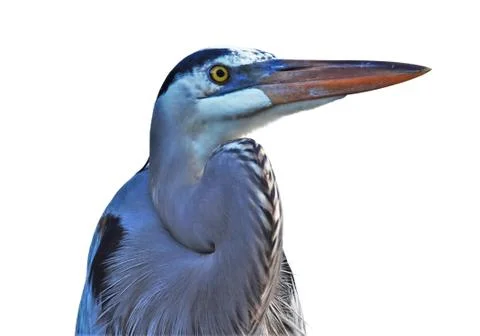 Great blue heron Stock-Fotos