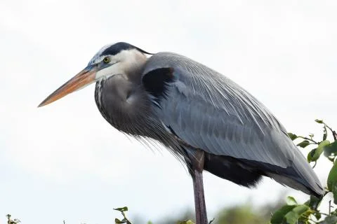 Great Blue Heron Stock-Fotos