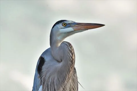 Great Blue Heron Stock-Fotos