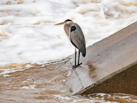 Great blue heron Stock Photos