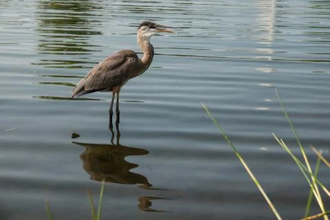 Great Blue Heron 스톡 사진