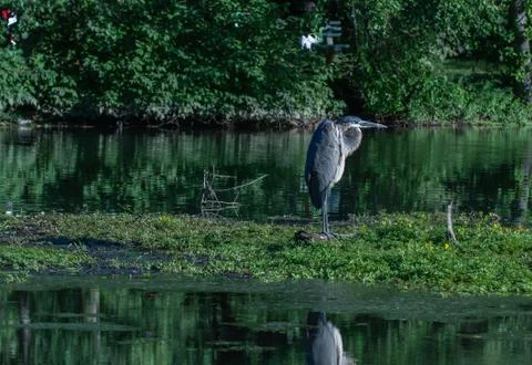 Great Blue Heron Stock Photos