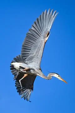 Great Blue Heron Foto stock