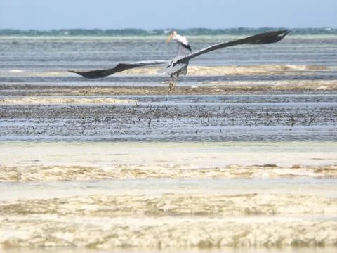 Great blue Heron Stock Photos