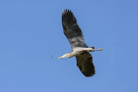 Great blue heron Stock Photos
