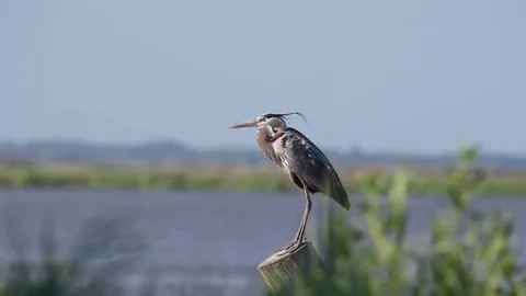 Great Blue Heron on Piling Stock Footage 81715789