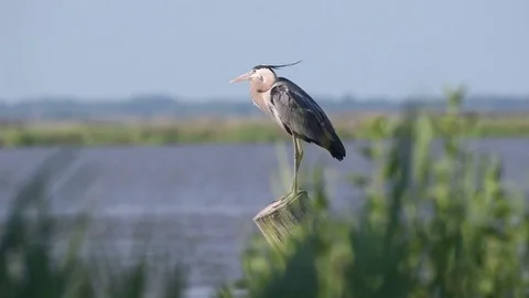 Great Blue Heron on Piling Stock Footage 81715798