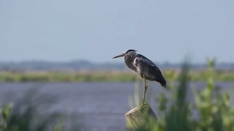 Great Blue Heron on Piling Stock Footage 81715802