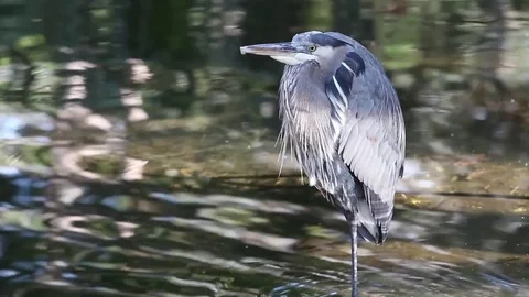 A Great Blue Heron portrait Stock Footage 70565897