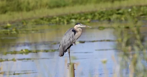 Great Blue Heron on the post. Stock Footage 205922208