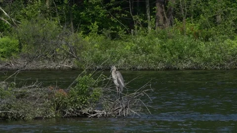 Great Blue Heron Preening on Branches in a Flowing River Stock Footage 343768893
