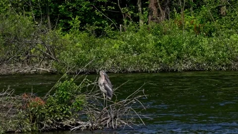 Great Blue Heron Preening on a Fallen Tree in a River Stock Footage 343768386