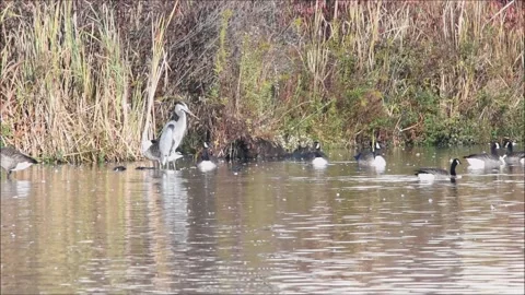 Great Blue Heron Preening Stock Footage 219327697