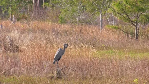 Great blue heron preening itself while perched above a marsh Stock Footage 145717312