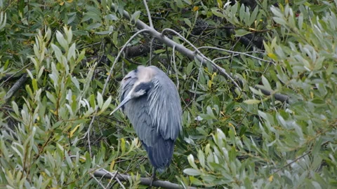 Great blue Heron preens while perched Stock Footage 168995341