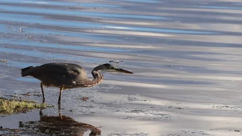 Great Blue Heron Preparing To Strike (slow motion) 库存影片 182642004