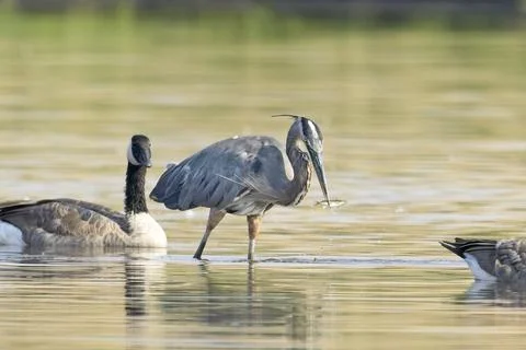 Great blue heron pulls fish from the water. Stock Photos