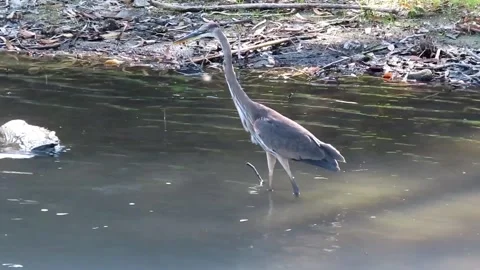 Great Blue Heron Raising Crest Feather in River with Dragonflies Stock-Footage 343328554