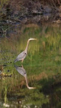 Great Blue Heron Reflection Stock Photos